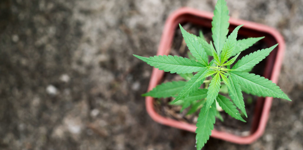 Homegrown Cannabis